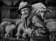 THE ILL LAMB